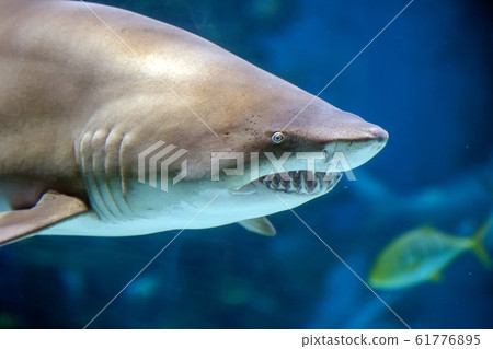Underwater great white shark 61776895