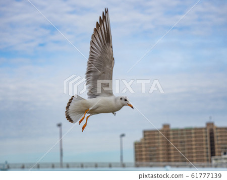 Black-headed gull Black-headed gull 61777139