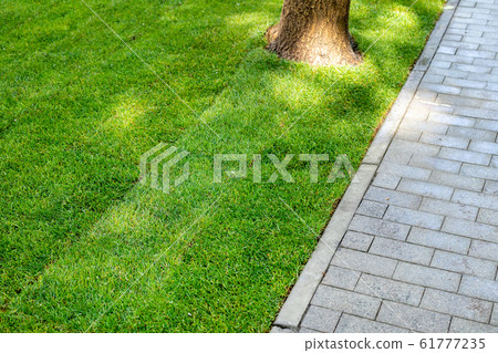 Straigh line of new freshly installed green rolled lawn grass carpet along stone pavement sidewalk at city park or backyard on bright sunny day. Green Gardening landcaping service 61777235