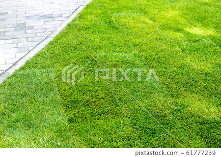 Straigh line of new freshly installed green rolled lawn grass carpet along stone pavement sidewalk at city park or backyard on bright sunny day. Green Gardening landcaping service 61777239