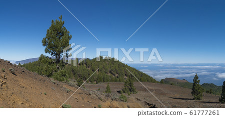 Panoramatic view of volcanic landscape with lush green pine trees, colorful volcanoes and white clouds at path Ruta de los Volcanes, hiking trail. La Palma, Canary Islands, Spain, Blue sky background Panoramatic view of volcanic landscape with lush green pine trees, colorful volcanoes and white clouds at path Ruta de los Volcanes, hiking trail. La Palma, Canary Islands, Spain, Blue sky background 61777261