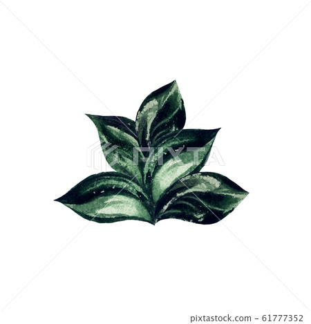 Watercolor hand painted green leaves bouquet Watercolor hand painted green leaves bouquet 61777352