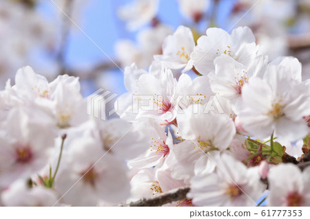 櫻花·吉野櫻花樹 61777353