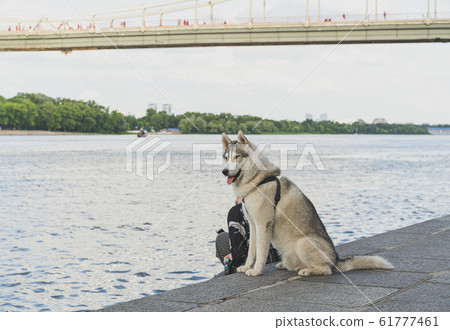 Large nice husky with brownish gray-white coat at the bank of the Dnieper river, Kiev, Ukraine Large nice husky with brownish gray-white coat at the bank of the Dnieper river, Kiev, Ukraine 61777461