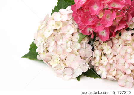 hydrangea hydrangea 61777800