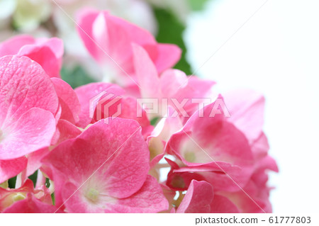 hydrangea hydrangea 61777803