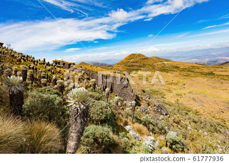 Paramo de Oceta Espeletia Frailejones Mongui Boyaca Colombia 61777936