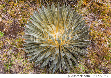 Paramo de Oceta Espeletia Frailejones Mongui Boyaca Colombia 61777937
