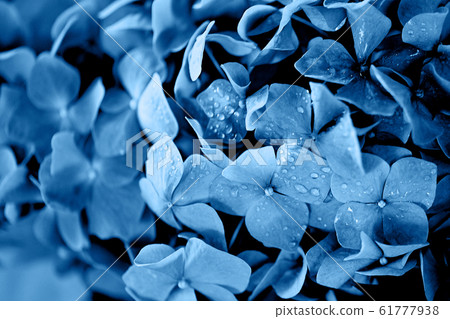 blue hydrangea texture.Wallpapers for your desktop. With water droplets, dew. Classic blue. The 2020 trend. 61777938
