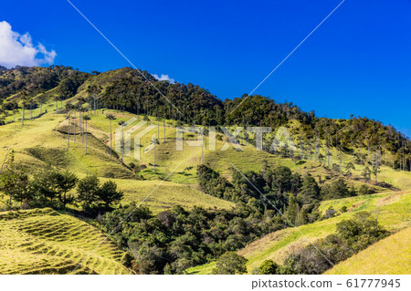 Bosque De Palma De Cera La Samaria San Felix Salamina Caldas Col Bosque De Palma De Cera La Samaria San Felix Salamina Caldas Col 61777945