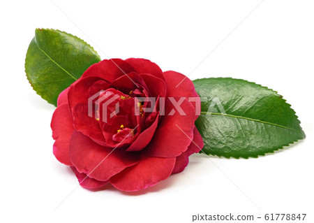 Camellia (depth synthesis) Camellia (depth synthesis) 61778847