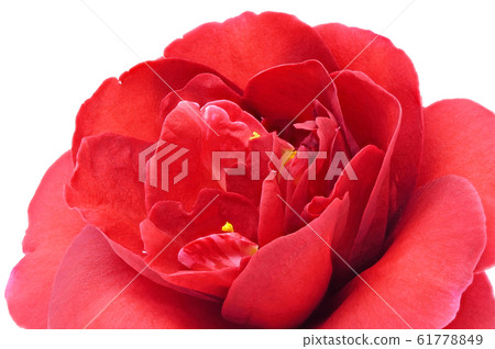 山茶花(深度合成) 山茶花(深度合成) 61778849