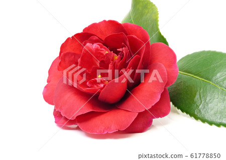 山茶花（深度合成） 61778850