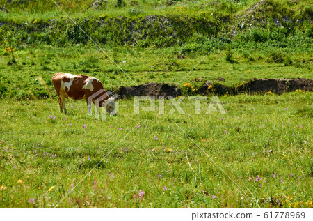 Cow grazing on pasture Cow grazing on pasture 61778969