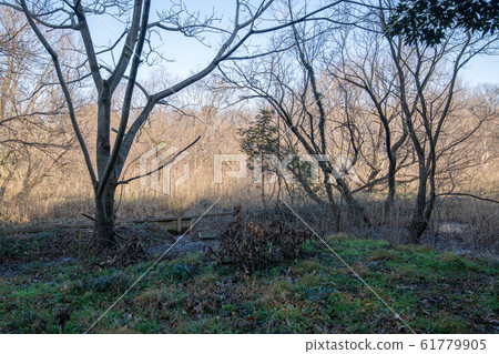 Kitamoto Nature Observation Park Promenade, Kitamoto City, Saitama Prefecture Kitamoto Nature Observation Park Promenade, Kitamoto City, Saitama Prefecture 61779905