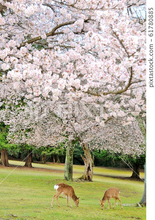 奈良公園 61780885