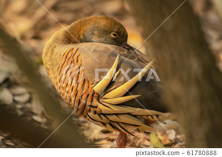 Plumed whistling duck 61780888