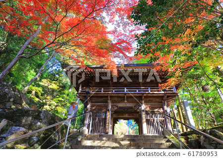 香川縣大久保寺的秋葉 61780953