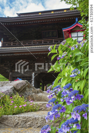 Daizenji Sanmon和繡球花 61780994