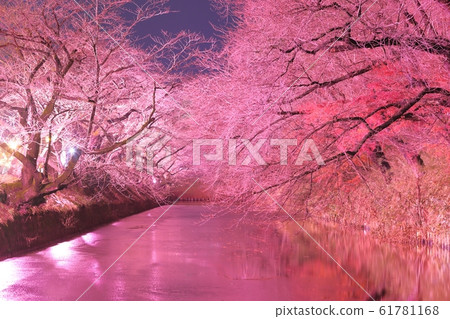 櫻花地毯 61781168