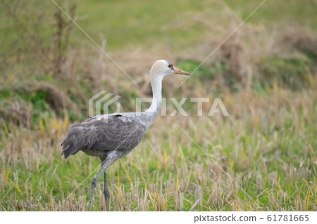 幼Naberu鳥因洪水而越冬 幼Naberu鳥因洪水而越冬 61781665