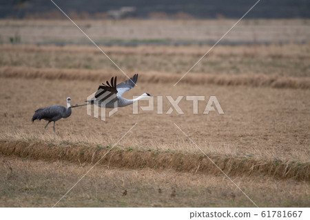 Flying Navel 05 61781667