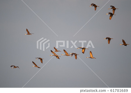 起重機在清晨的陽光中飛翔 61781689