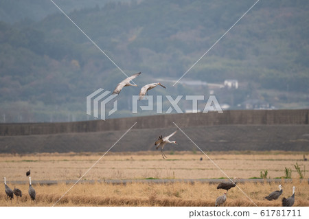Canadian bird landing on rice field 61781711