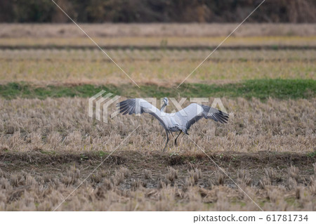 Beautiful back of anehall 61781734