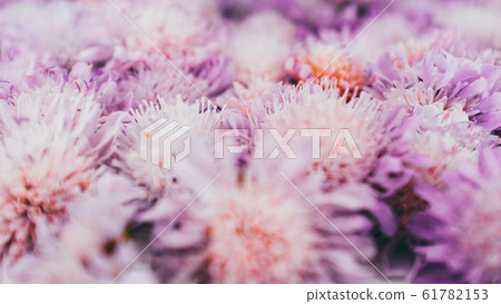 floral background blooming purple asters pattern 61782153