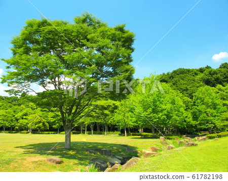 21st century forest and open space with fresh green keyaki 61782198