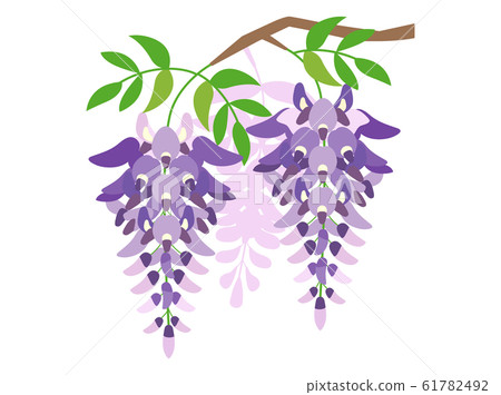  Wisteria flowers 61782492