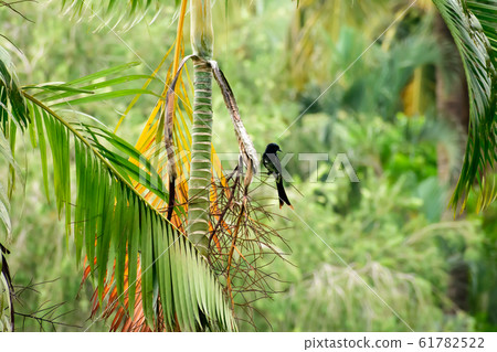 Black drongo (Dicrurus Dicruridae macrocercus), a Asian passerine bird Black drongo (Dicrurus Dicruridae macrocercus), a Asian passerine bird 61782522