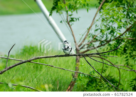 Pied kingfisher water bird (Ceryle rudis) Pied kingfisher water bird (Ceryle rudis) 61782524