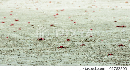 Christmas Island red crab (Gecarcoidea natalis) Christmas Island red crab (Gecarcoidea natalis) 61782803