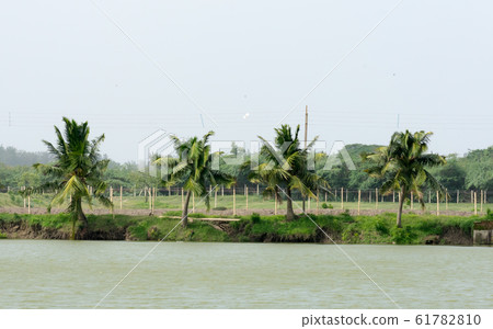 Lush coconut palm trees near to a backwater lake on a background of a blue clear sky in public park. Lush coconut palm trees near to a backwater lake on a background of a blue clear sky in public park. 61782810