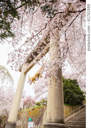 Japan's Top 100 Cherry Blossom Spots, Eboshiyama Park, Japan's No. 1 Ishidorii 61782889