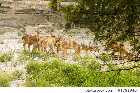 deer, deer family, fawn 61782940