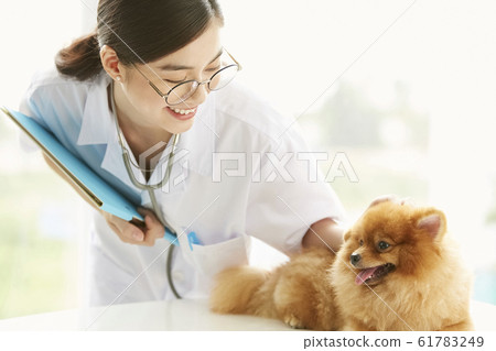 Young woman doing a small dog examination Young woman doing a small dog examination 61783249