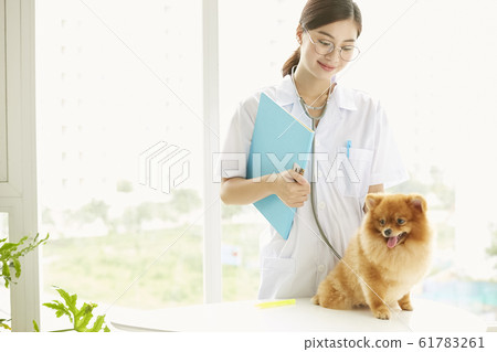 Young woman doing a small dog examination 61783261