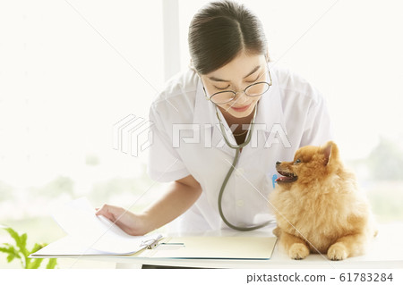 Young woman doing a small dog examination 61783284