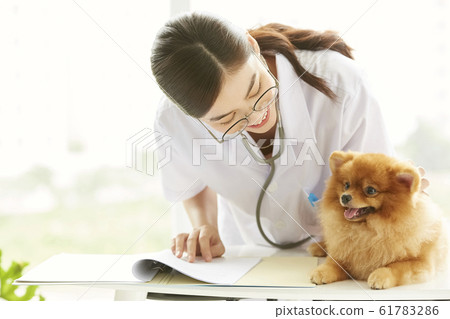 Young woman doing a small dog examination Young woman doing a small dog examination 61783286