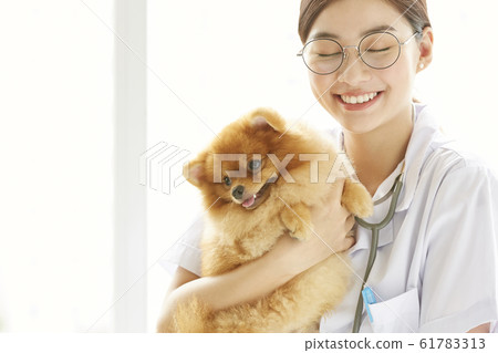 Young woman doing a small dog examination Young woman doing a small dog examination 61783313
