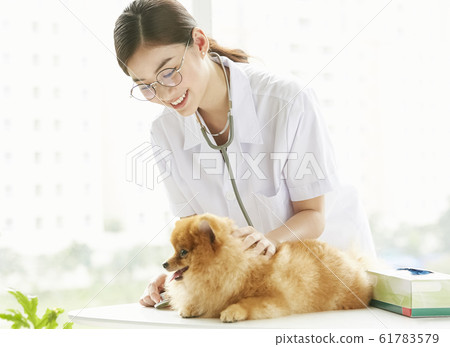 Young woman doing a small dog examination Young woman doing a small dog examination 61783579