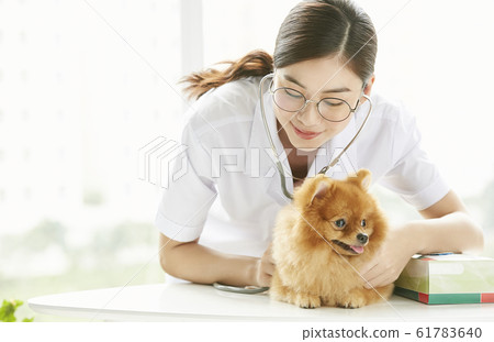 Young woman doing a small dog examination 61783640