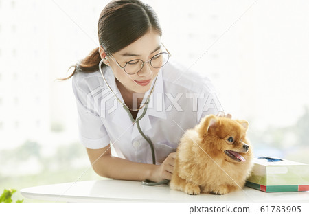Young woman doing a small dog examination Young woman doing a small dog examination 61783905