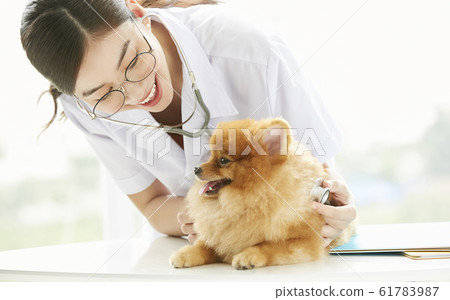 Young woman doing a small dog examination Young woman doing a small dog examination 61783987