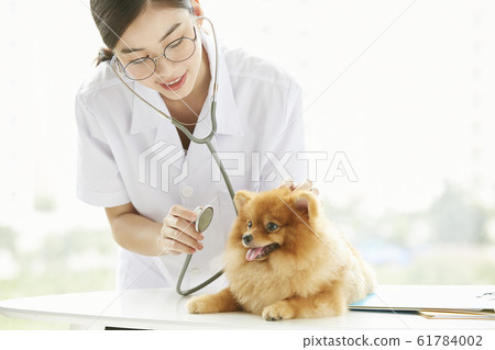 Young woman doing a small dog examination Young woman doing a small dog examination 61784002