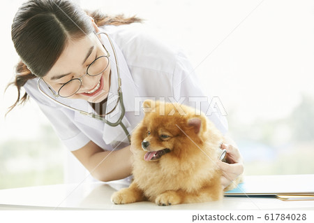 Young woman doing a small dog examination 61784028