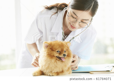 Young woman doing a small dog examination Young woman doing a small dog examination 61784071